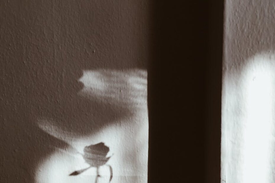 flower shadow on wall